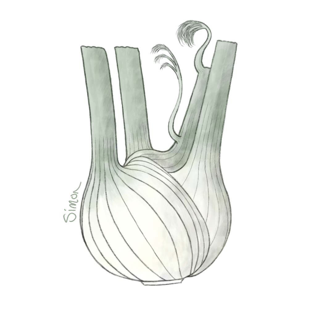 A sketch of a fennel