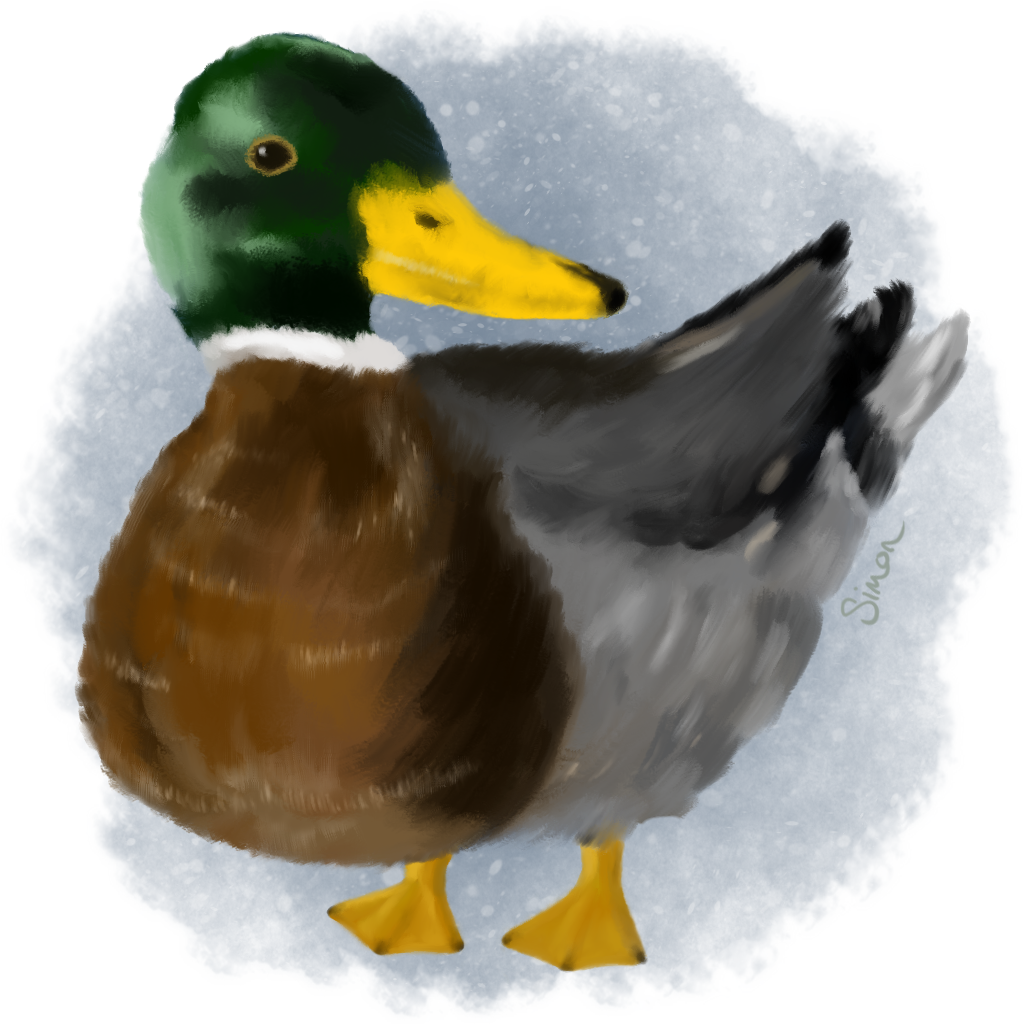 A painting of a mallard duck